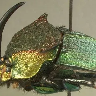 thumbnail for publication: Rainbow Scarab Phaneaus vindex Macleay (Insecta: Coleoptera: Scarabaeidae)